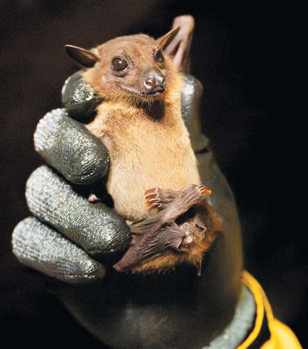 A small, light-brown bat with large dark eyes is held gently in a person's hand, which is protected by a thick, textured black glove.