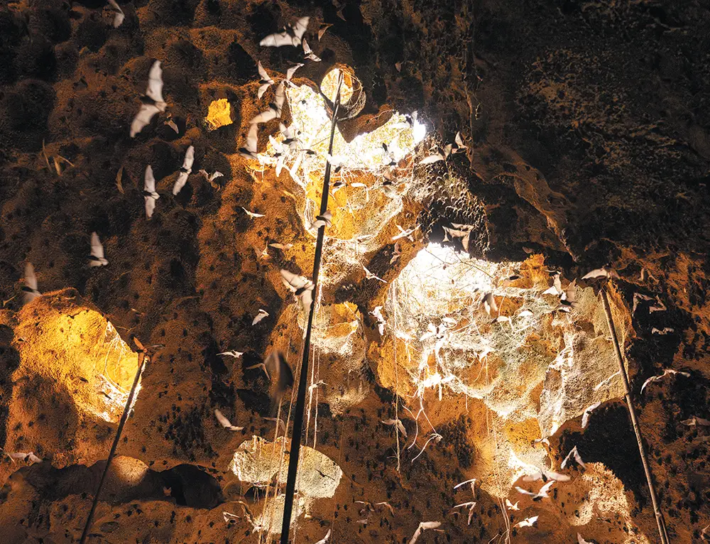 Inside a dimly lit cave, dozens of bats fly near the ceiling where bright natural light pours through several circular openings in the rocky roof.