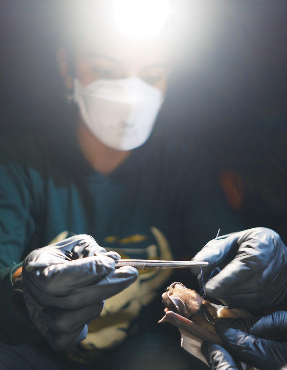 A close-up, low-light shot of a researcher wearing a white face mask and black gloves using surgical tweezers to carefully examine or tag a small bat.