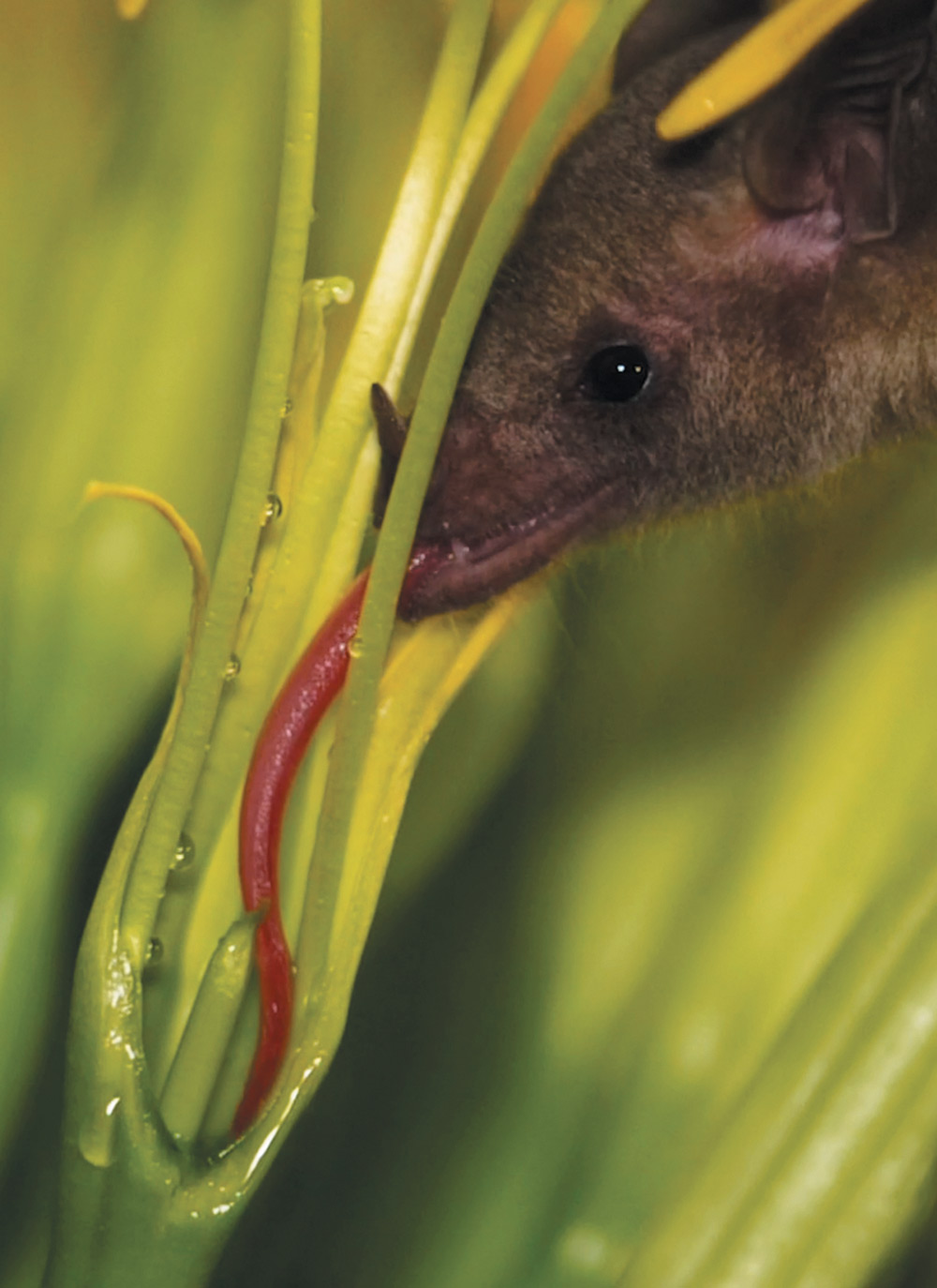 A close-up profile of a small brown bat extending its long, slender red tongue deep into the center of a pale yellow flower to drink nectar.