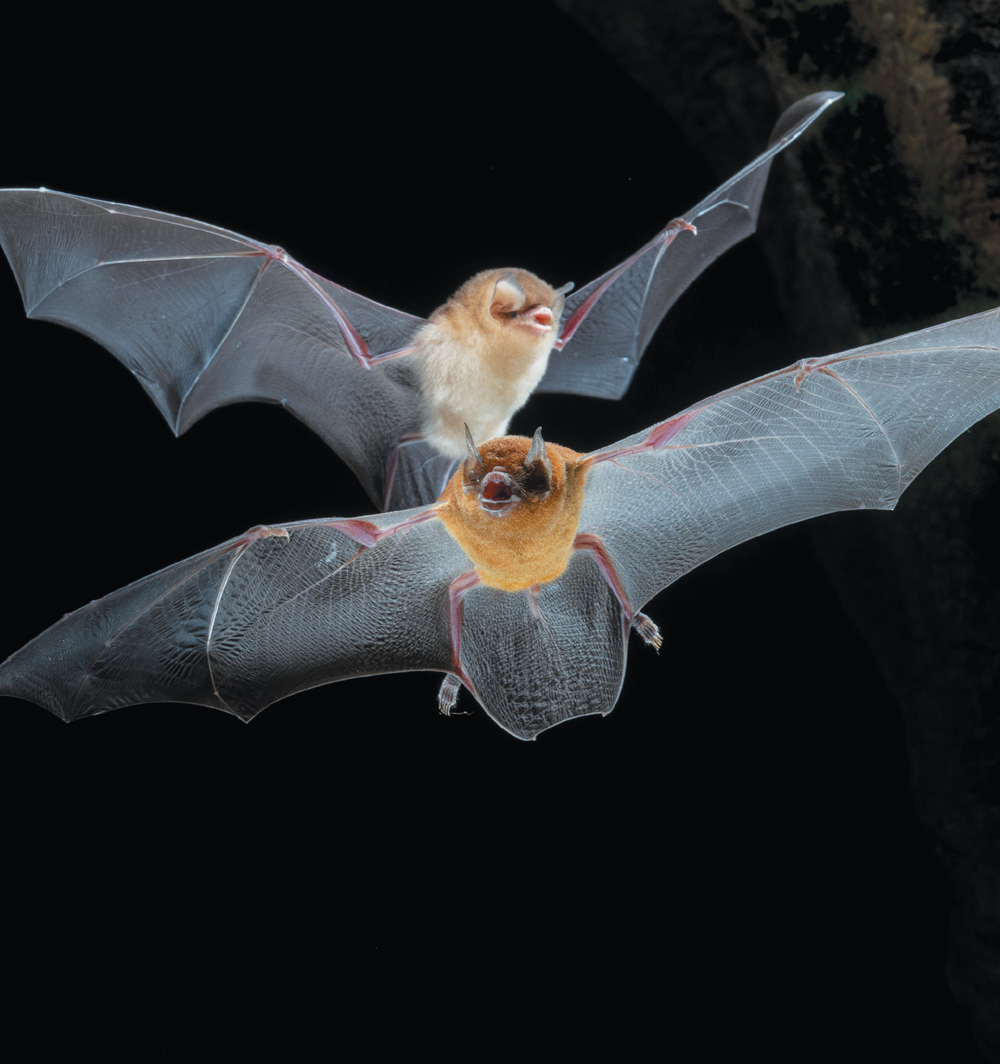 Two small bats are captured in mid-flight against a black background. They have orange-brown fur and thin, translucent grey wings fully extended.