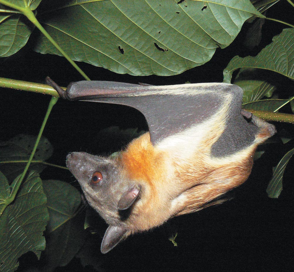 A large bat with orange and tan fur on its body and dark wings hangs from a tree branch at night, surrounded by large green leaves.