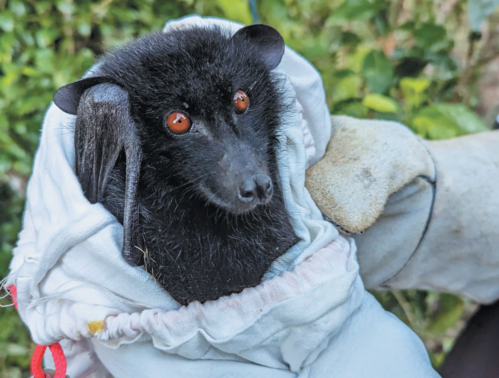 Close-up of a large black bat with striking orange-red eyes. It is being held securely in a white cloth wrap by a person wearing a thick, protective tan field glove.