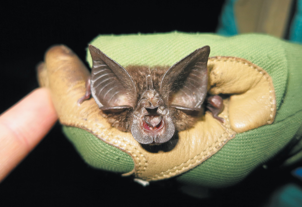 A close-up, front-facing view of a small bat's face, highlighting its large, ribbed ears and unique nose leaf structure. It is being held in a gloved hand.