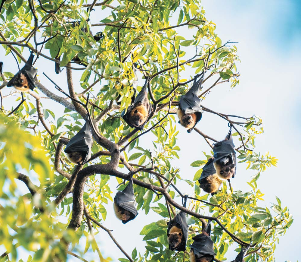 Bats hanging upside down from a tree with green leaves.