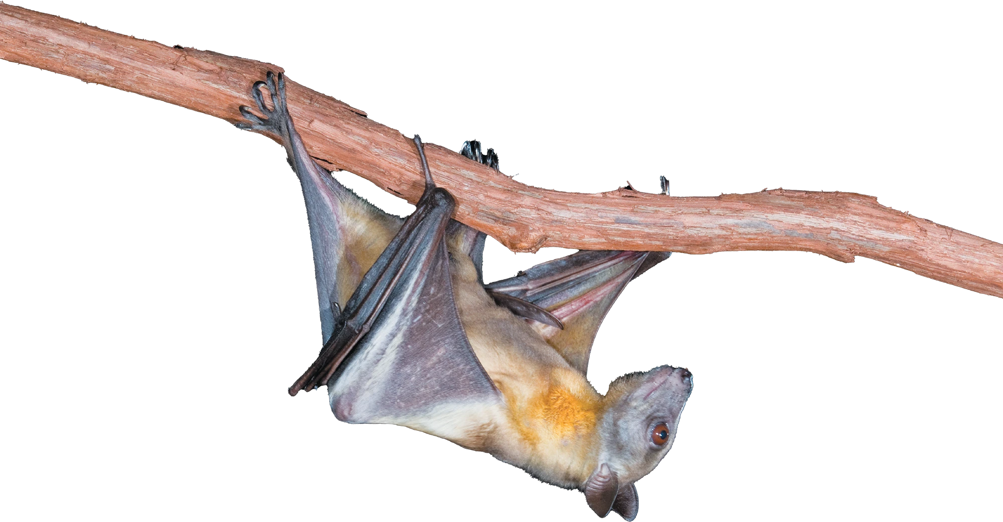 A bat hanging upside down from a branch