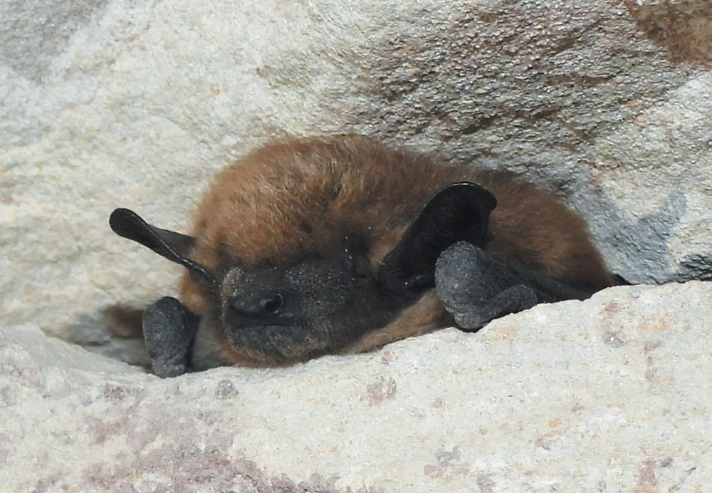 Close-up of a small, fuzzy brown bat resting in a rocky crevice. The bat has a black face, large ears, and its tiny claws are visible as it huddles against the light-colored stone.