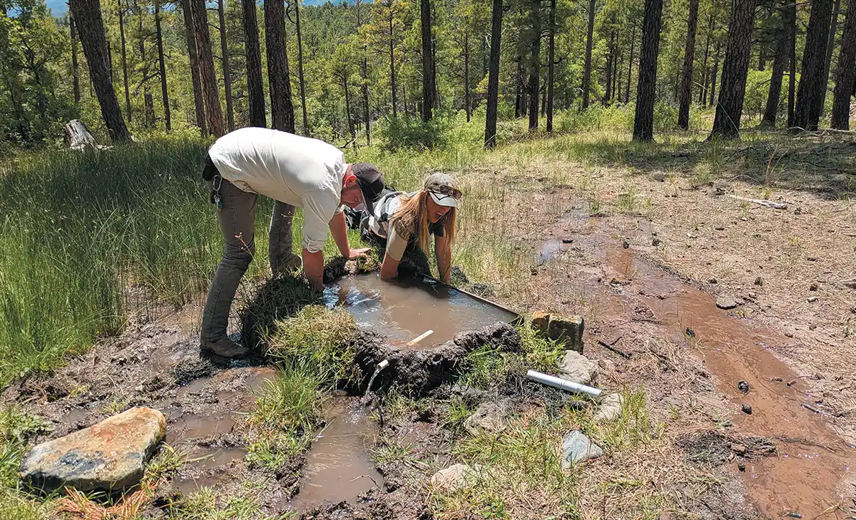 Two researchers in a pine forest are bent over a muddy, hand-constructed water basin. They appear to be maintaining or checking the small wildlife water source in the clearing.