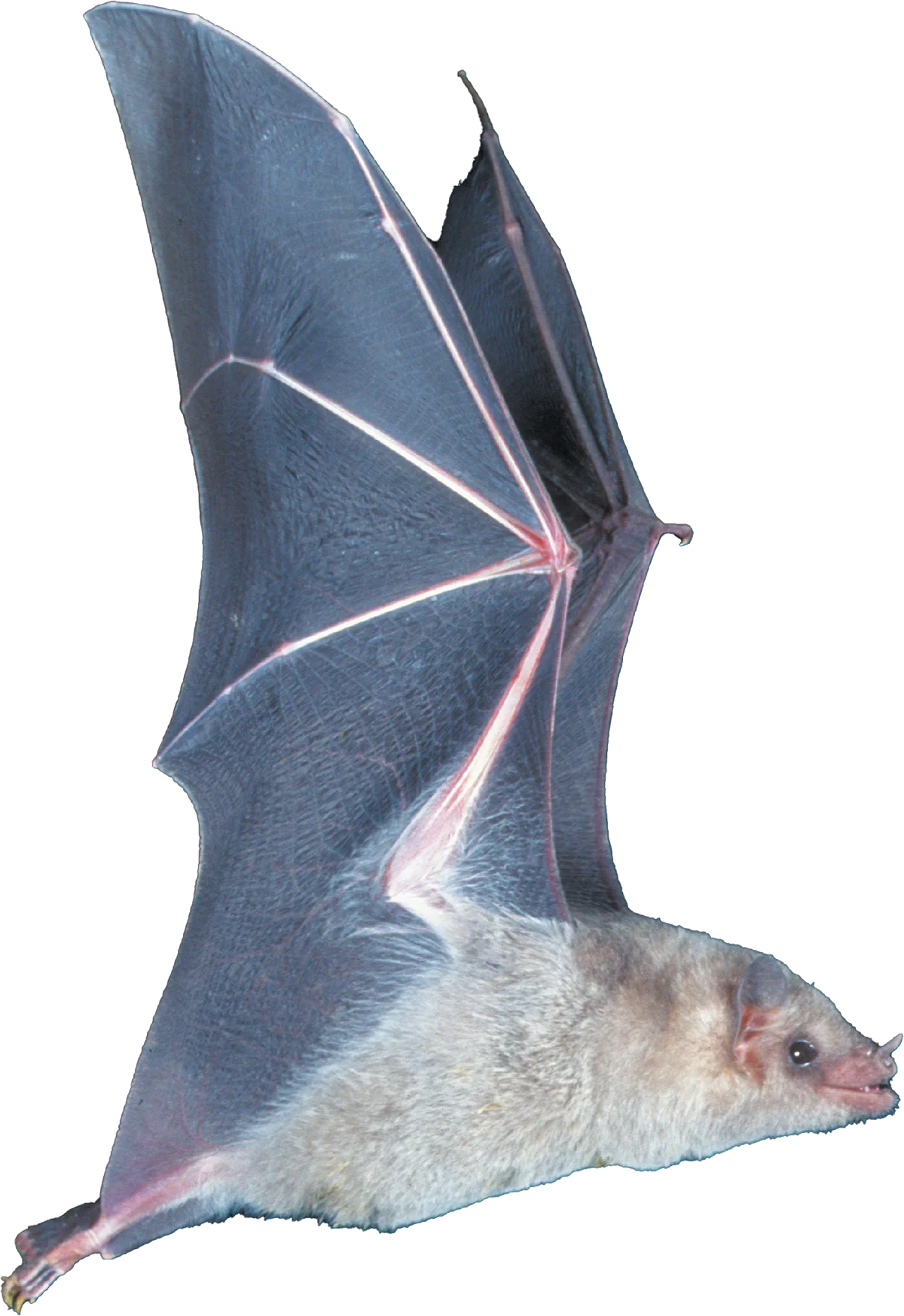 A high-detail profile of a light-colored nectar-feeding bat in mid-flight against a white background, showing its elongated snout, large eyes, and the intricate bone structure of its wings.