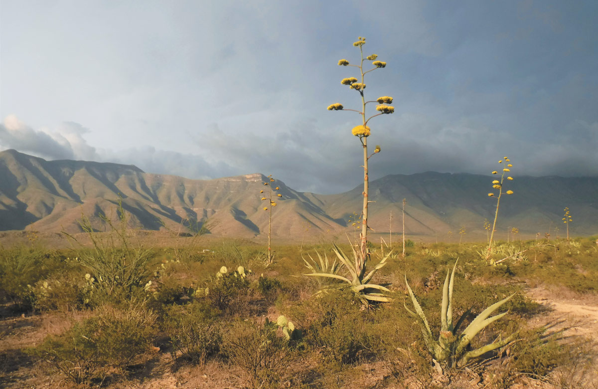 A wide desert landscape featuring blooming agave plants with tall yellow flower stalks. Rugged mountains rise in the background under a dramatic, cloudy sky at dusk or dawn.