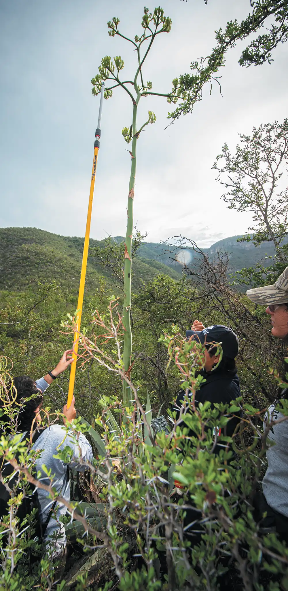 Researchers use a long yellow telescopic pole to reach the high flowering branches of a tall agave plant in a dense, hilly scrubland. They appear to be collecting samples or data.