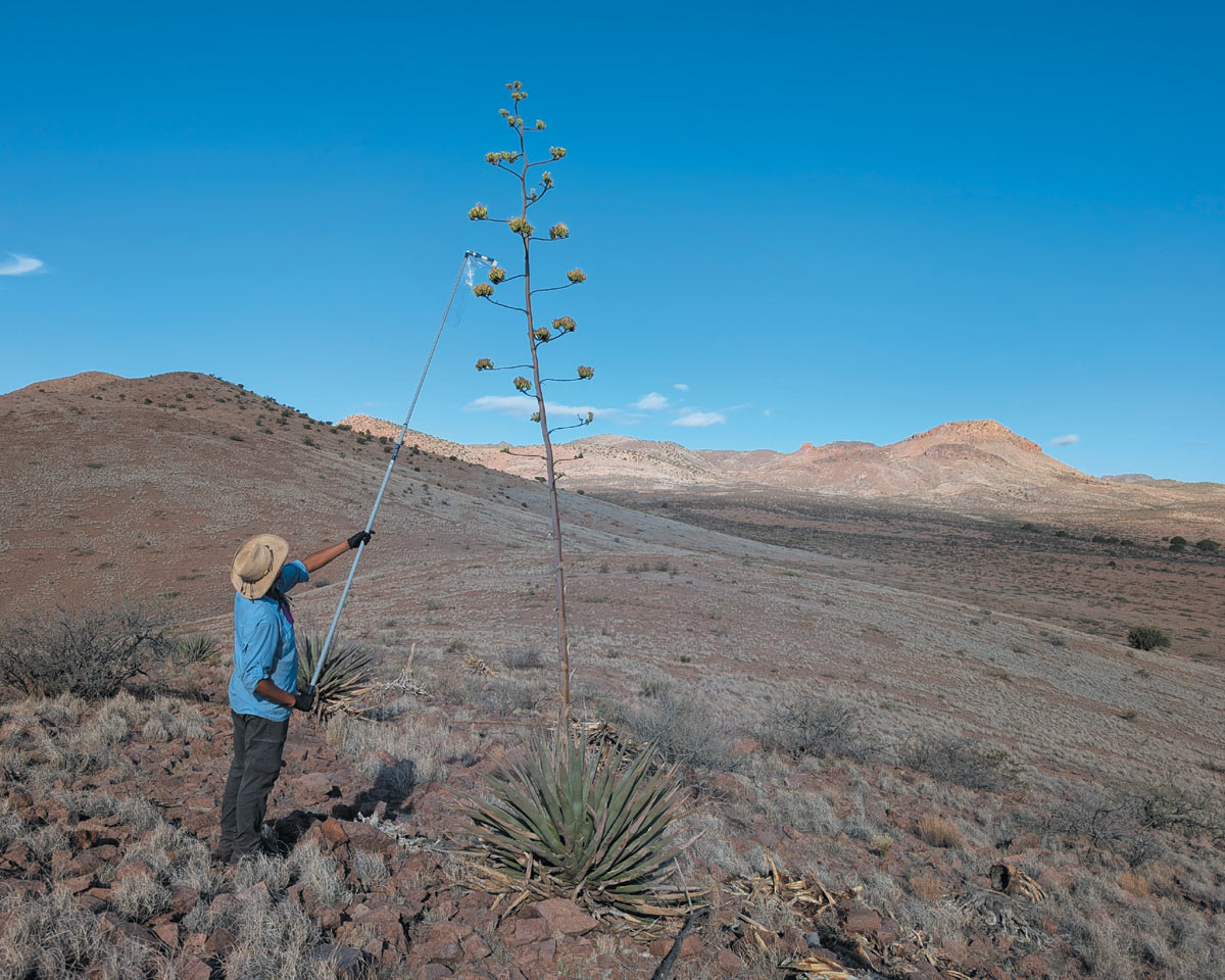 A person in a blue shirt and sun hat uses a long silver pole to reach the top of a tall agave stalk in a dry, rolling desert landscape under a bright, clear blue sky.