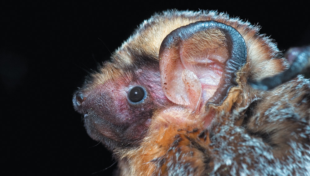 Extreme close-up of a bat’s head in profile against a black background, showing its dark eye, delicate pinkish-brown ear structure, and multi-colored fuzzy fur.