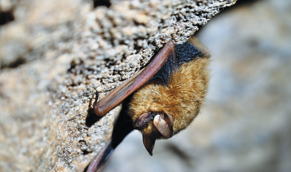 A small, fluffy brown bat clings to the underside of a rough, light-colored rock surface. Its tiny ear and folded wing are visible in the sharp, high-contrast light.