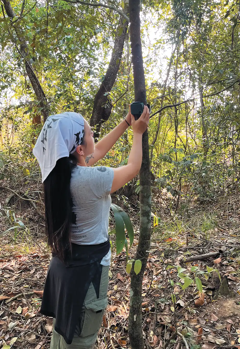 A researcher with a white headscarf and long dark hair stands in a sunlit forest, carefully mounting or checking a small black monitoring device attached to a thin tree trunk.