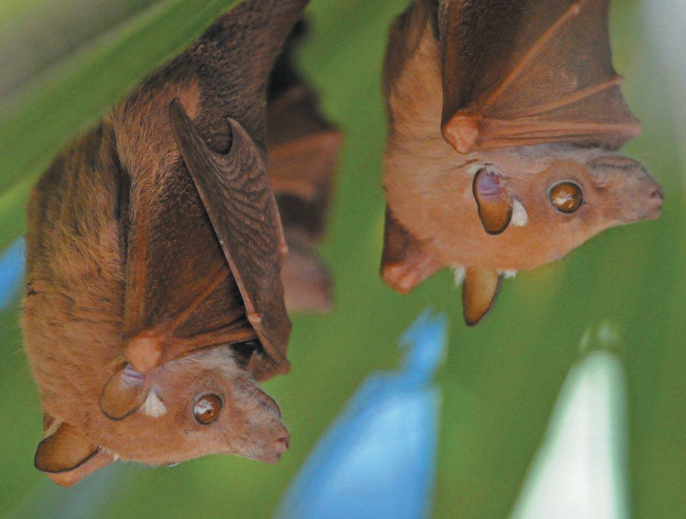 Two reddish-brown bats with large, intelligent eyes hang upside down from a green leaf. Their wings are folded close to their furry bodies as they look toward the camera.