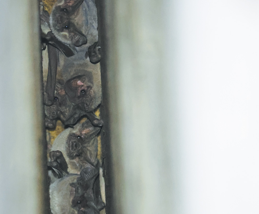 A close-up shot showing a colony of several small, gray-furred bats huddled tightly together within a narrow vertical crevice, their dark eyes and delicate ears visible.