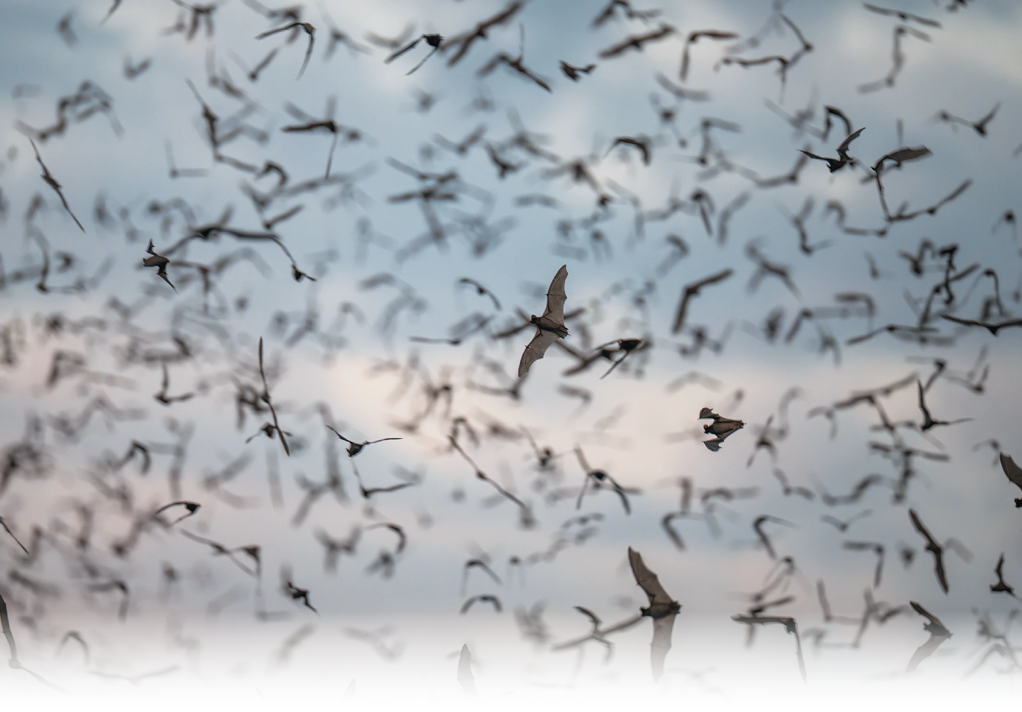 A massive swarm of bats flies through a pale, cloudy sky at dusk; the sheer number of bats creates a dense, flickering pattern across the entire frame.