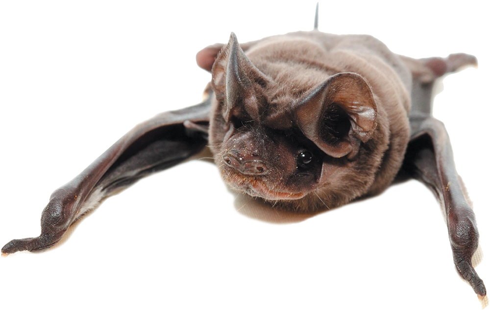 A close-up of a small brown bat lying flat against a white surface, showing its prominent ears, dark eyes, and delicate wing structure in detail.