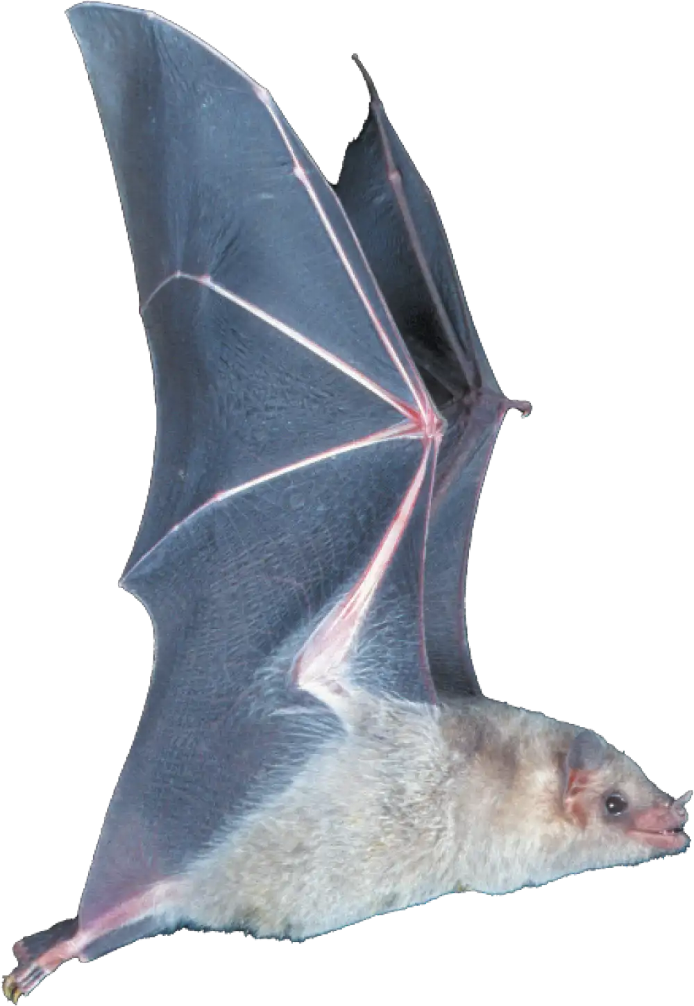 Mexican long-nosed bat