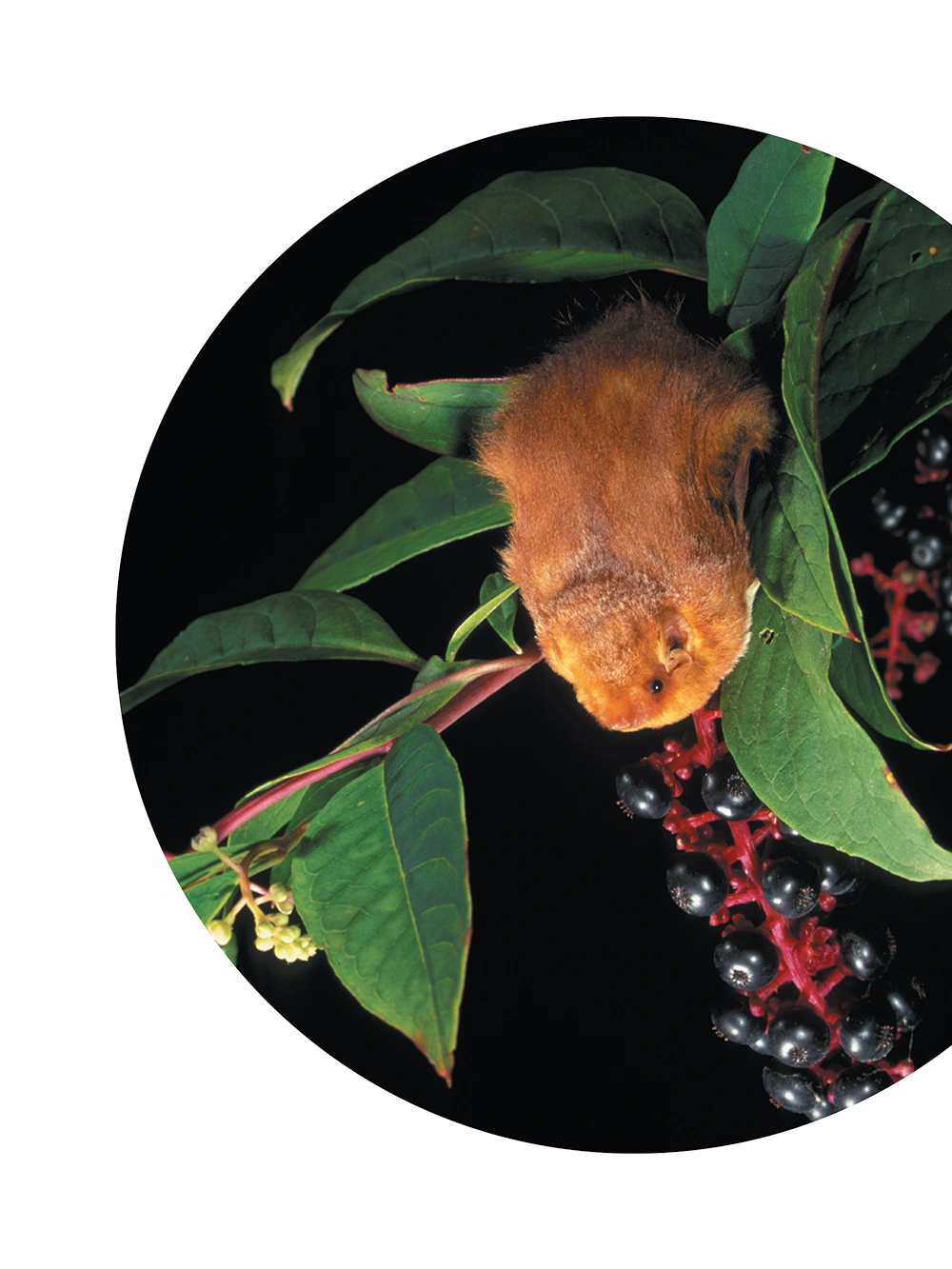 A small, fluffy orange-brown bat clings to a green leafy branch next to a cluster of dark purple berries. The scene is set against a solid black background within a circular frame.