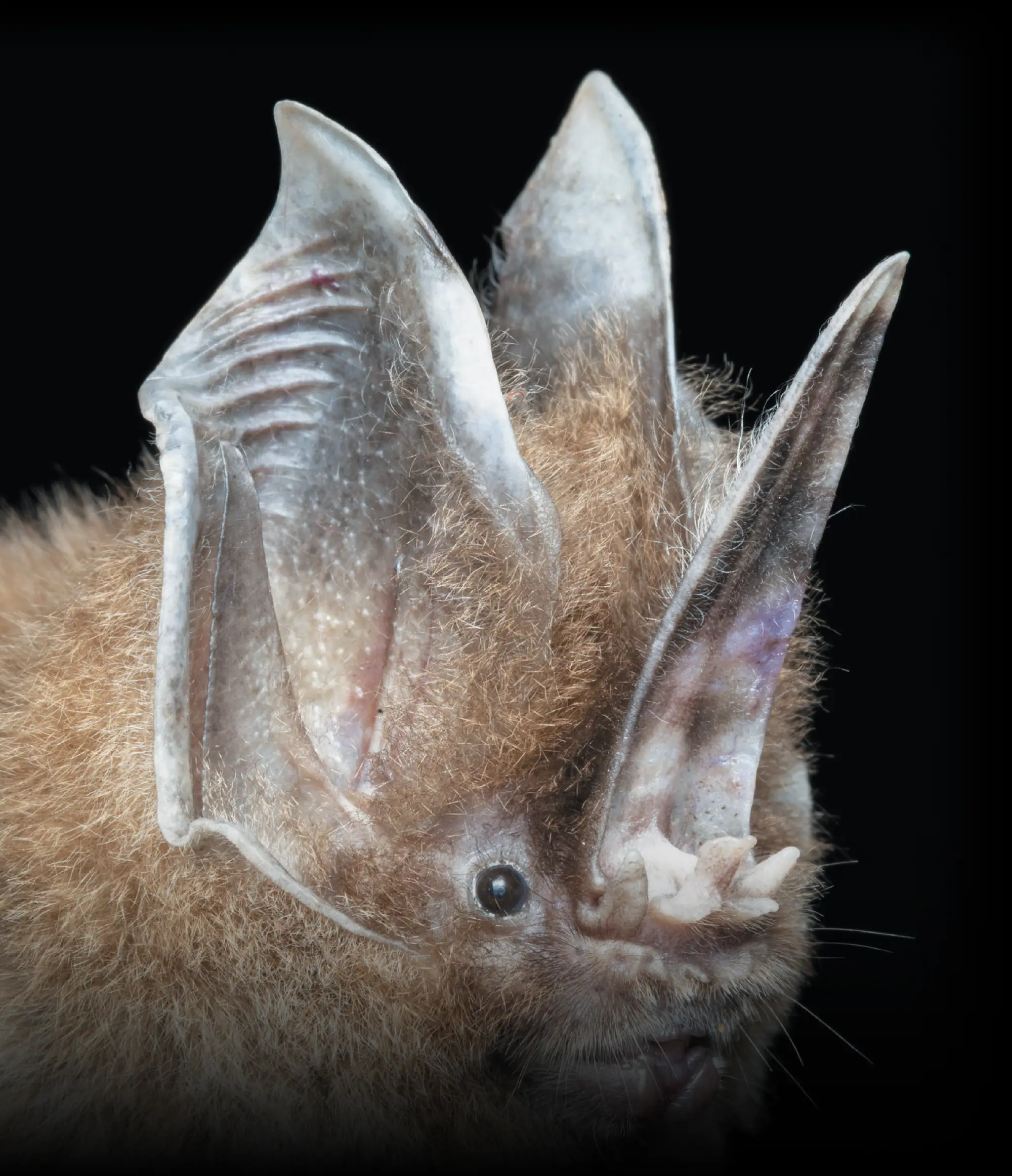 Extreme close-up of a Tomes’s sword-nosed bat. It features brown fur, large pointed ears with internal ridges, a small dark eye, and a distinct, upright fleshy nose leaf.