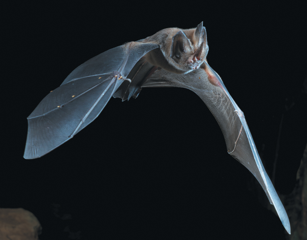 A Tomes’s sword-nosed bat captured in mid-flight against a black background. Its translucent wings are fully extended, showcasing its thin wing membranes and sharp facial features.