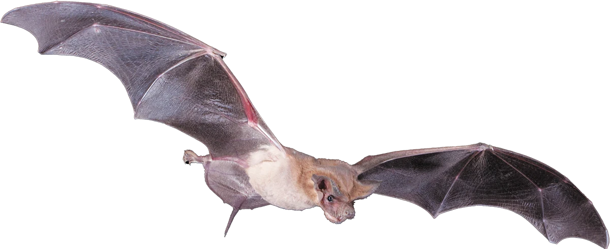 A Mexican free-tailed bat in mid-flight with its wings fully extended, showing detailed wing membrane texture and characteristic facial features