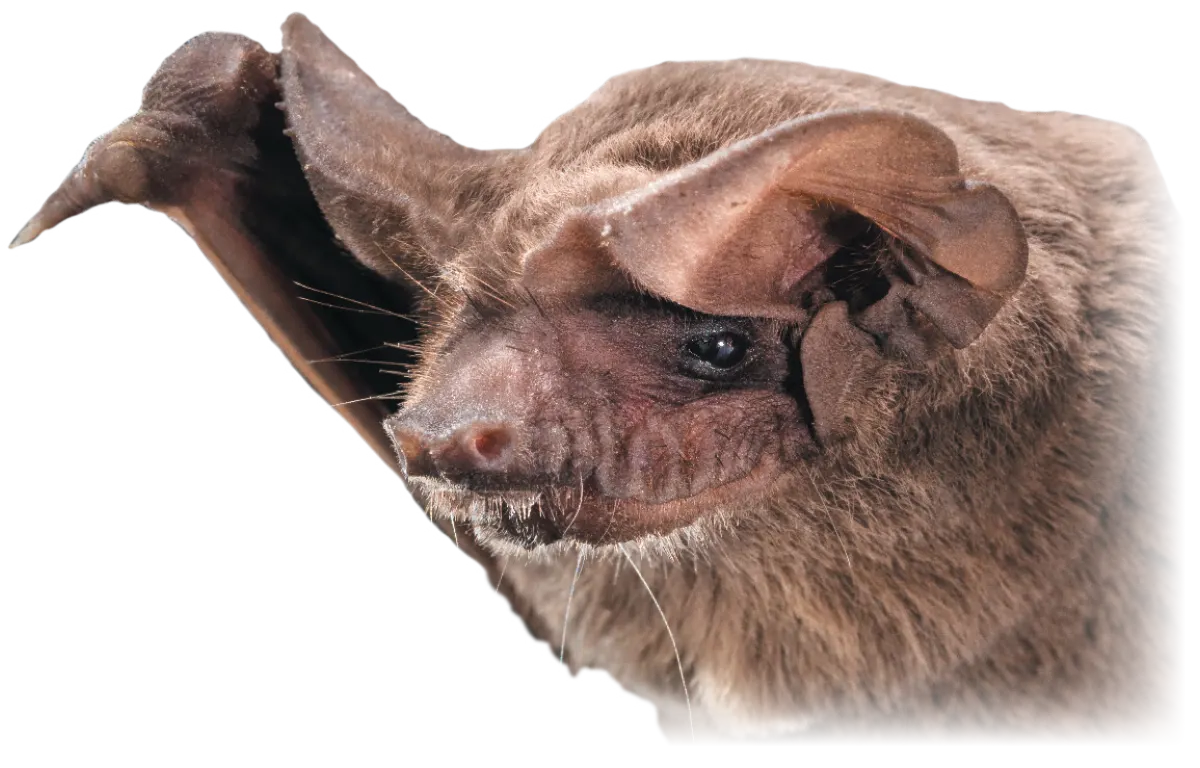 A detailed macro portrait of a Mexican free-tailed bat's face, showing its wrinkled muzzle, large ears, and dark eyes