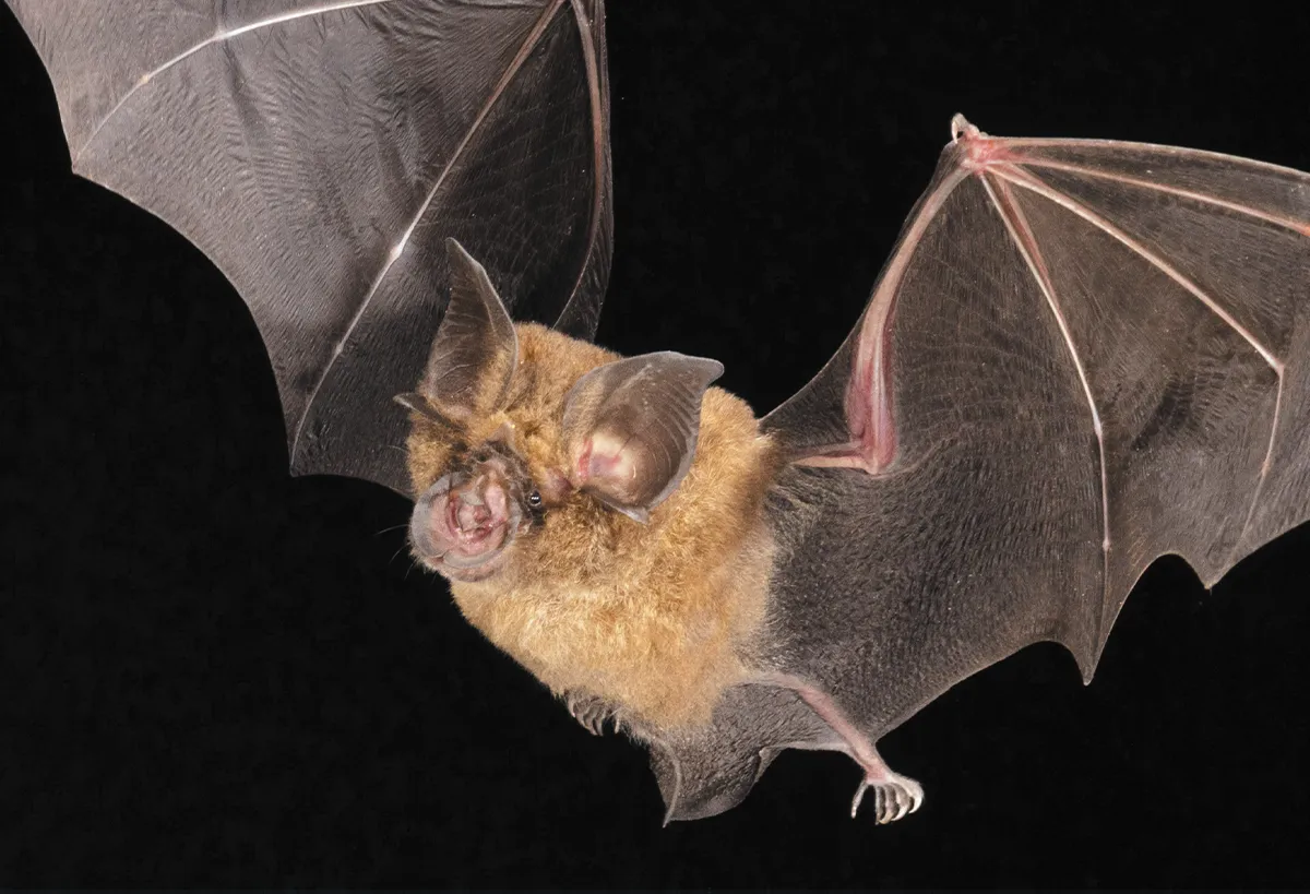 A Mexican free-tailed bat captured in mid-flight against a black background, with its wings fully spread to reveal the intricate bone structure and dark, leathery membrane