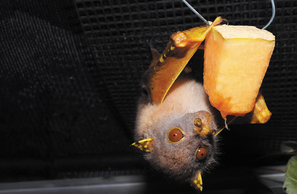 An eastern tube-nosed fruit bat with yellow-spotted ears and orange eyes hangs upside down from a mesh surface. It is positioned next to a rectangular piece of fruit suspended by a wire.