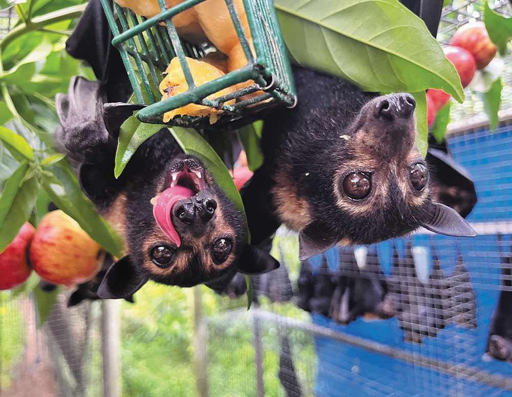 Two young spectacled flying foxes hang upside down while eating fruit from a green wire feeder. One bat has its pink tongue extended. They are surrounded by green leaves and red fruit in an outdoor enclosure with a blue mesh background.