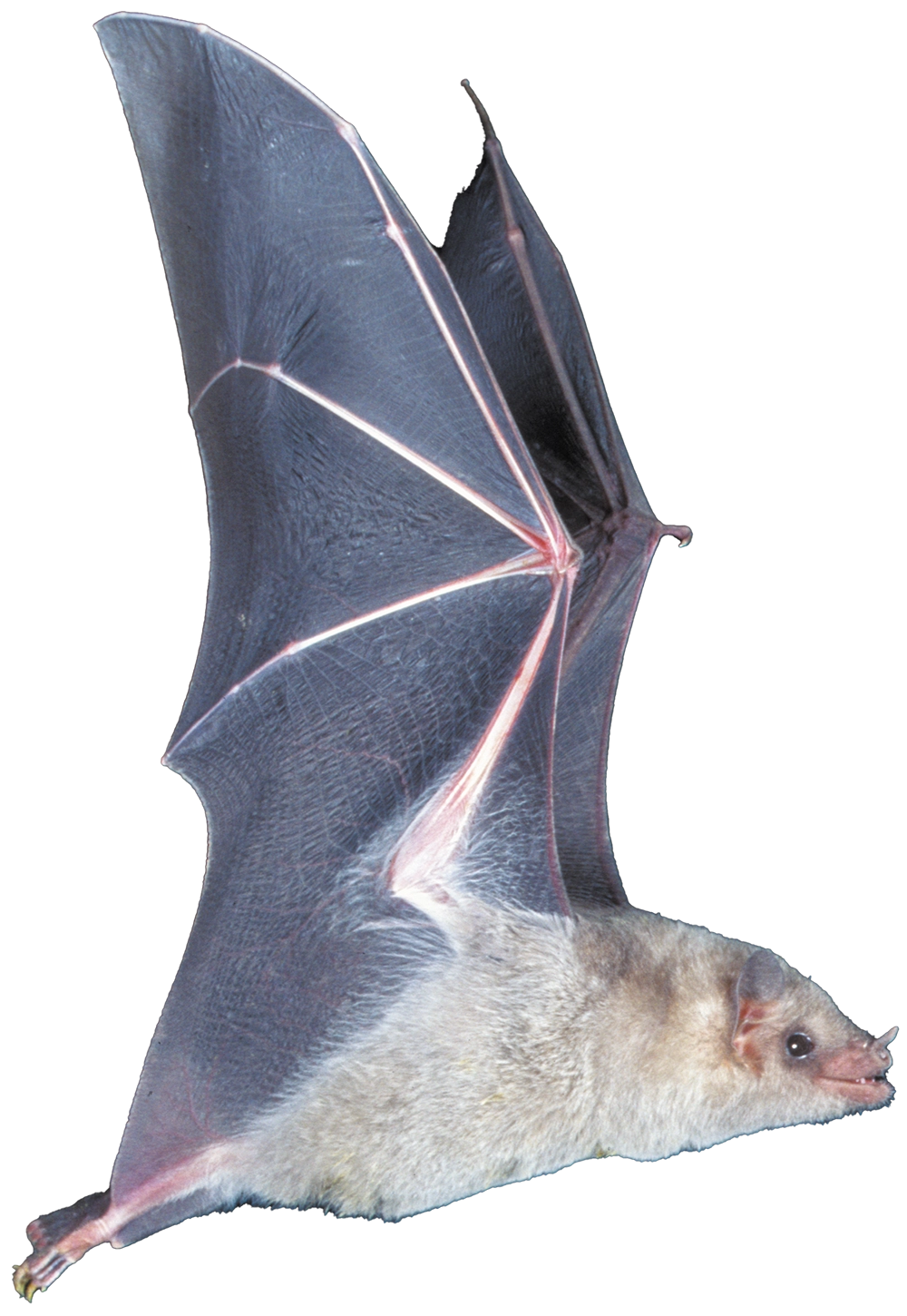 A studio-style photograph of a Mexican long-nosed bat (Leptonycteris nivalis) in mid-flight; The bat has light grey, fuzzy fur on its body and large, translucent dark grey wings with visible bone structure and thin membranes stretched wide