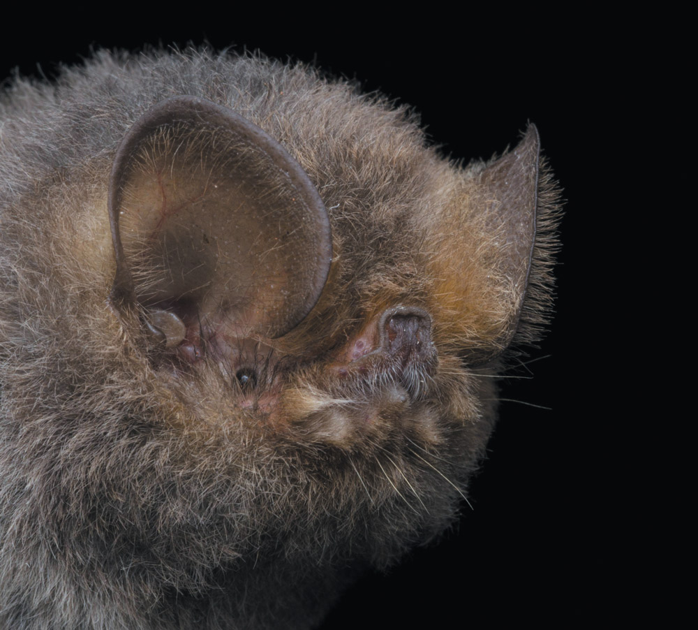 Extreme close-up profile of a small bat’s head, showing its thick gray-brown fur, round ears, and distinct nose.