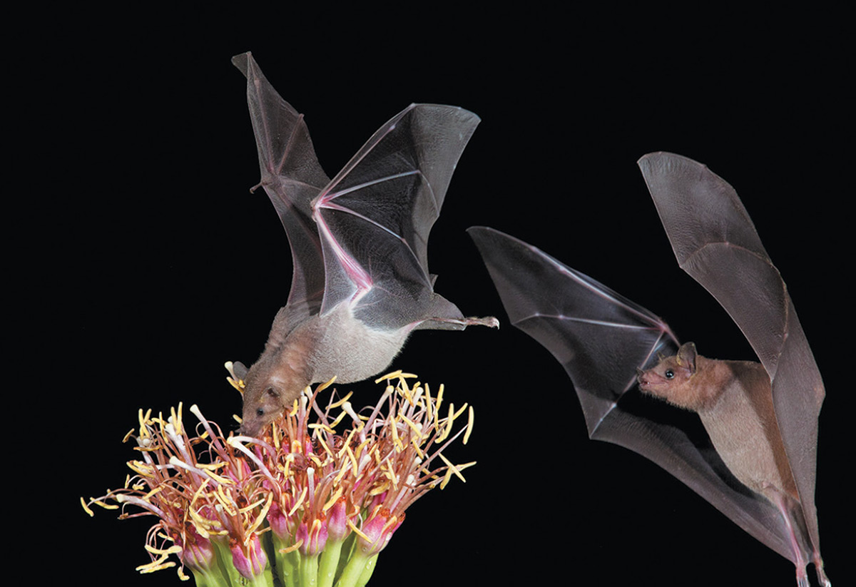 Two brown bats with outstretched wings against a black background. One bat feeds from a cluster of pink and yellow flowers, while the second bat flies close by.