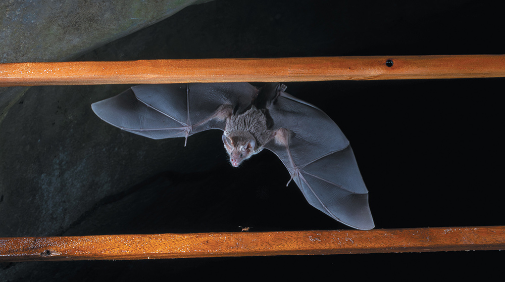 A greater round-eared bat (Tonatia bidens) flies through the first bat gate installed in Brazil.