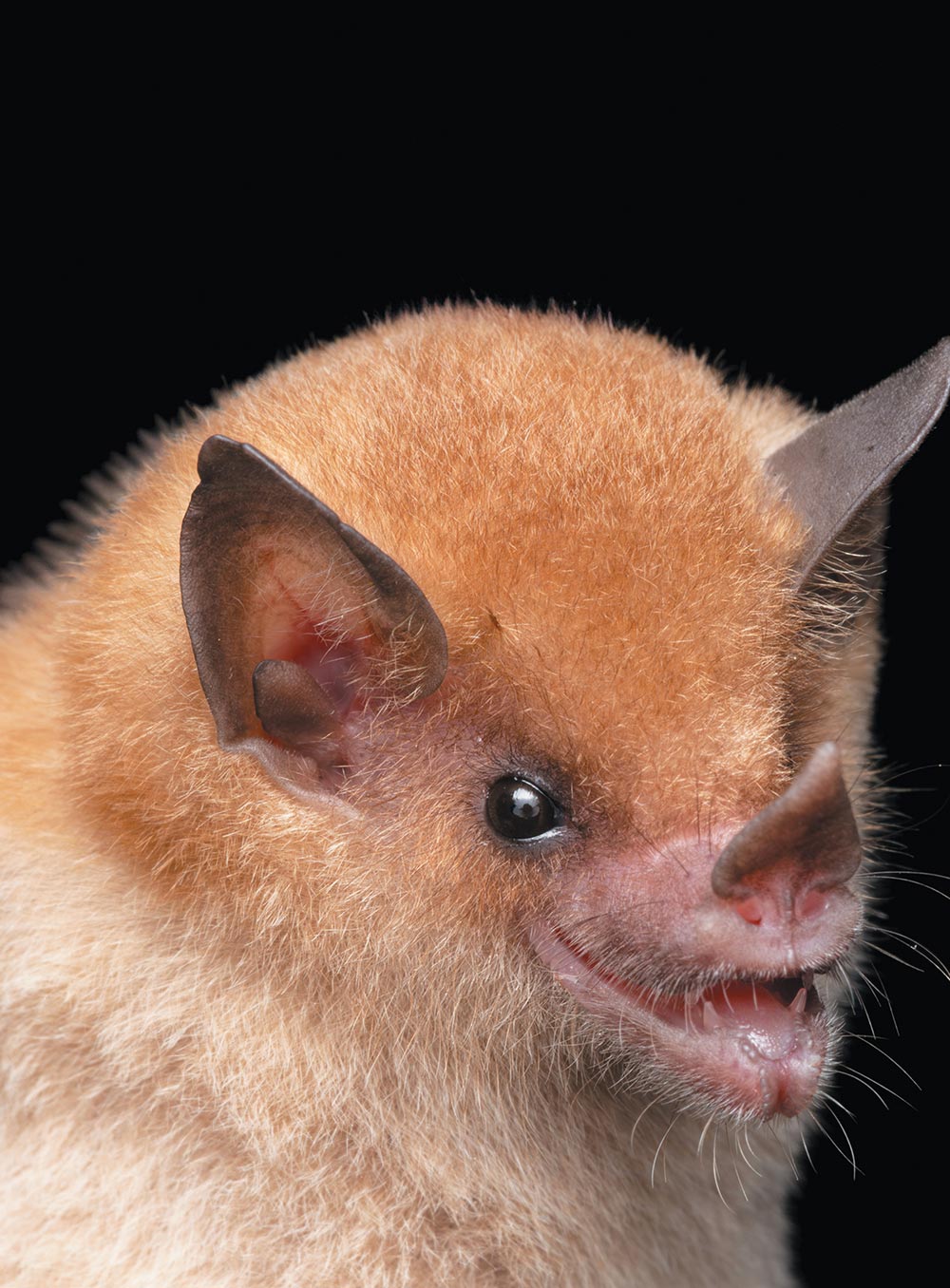 Dekeyser’s nectar bat (Lonchophylla dekeyseri)