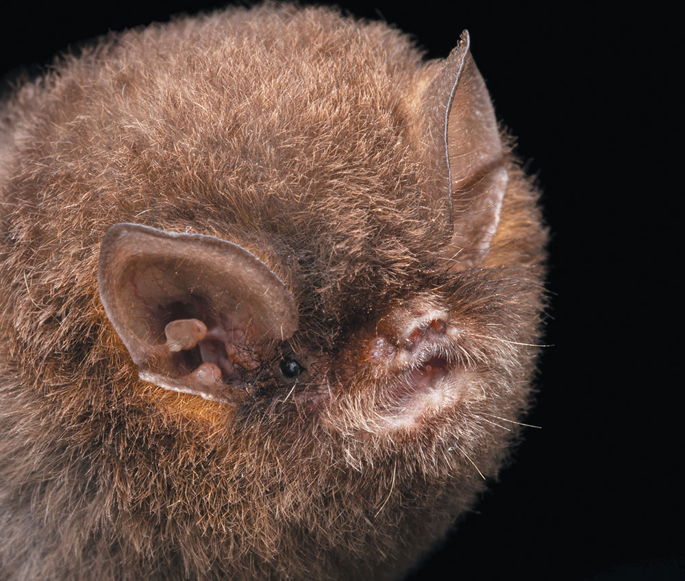 Thumbless bat (Furipterus horrens)