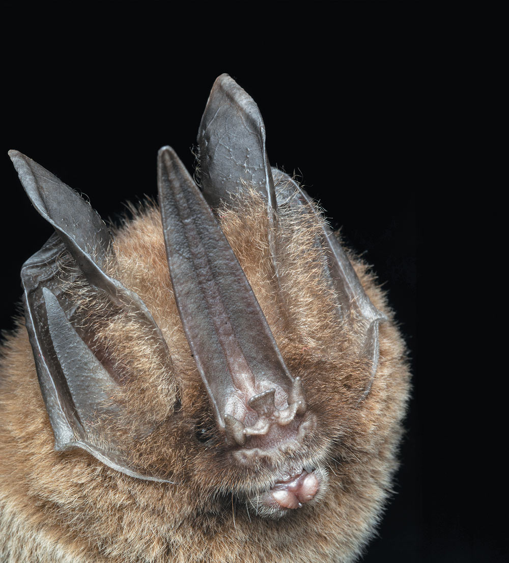 Tomes’s sword-nosed bat (Lonchorrhina aurita)