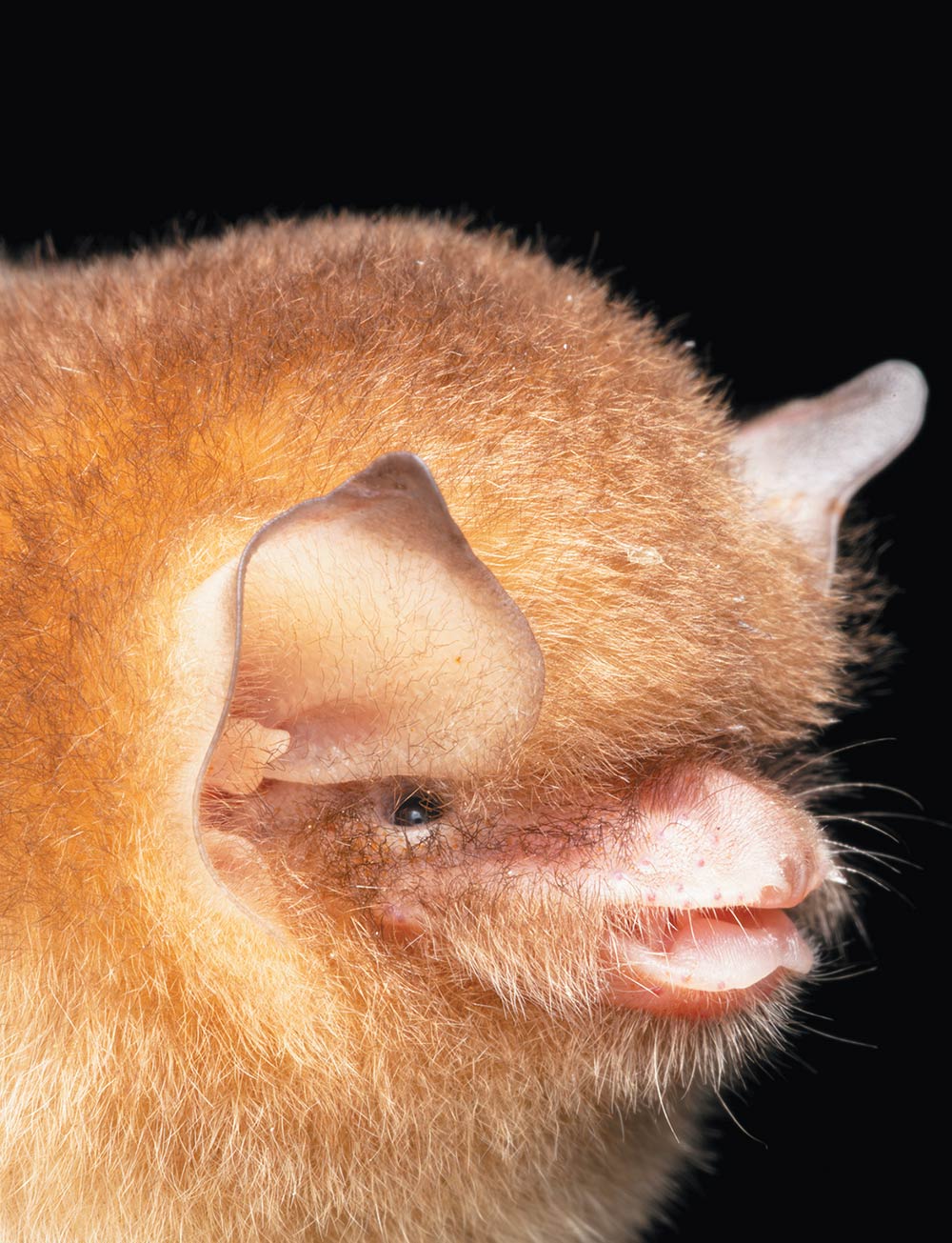 Brazilian funnel-eared bat (Natalus macrourus)