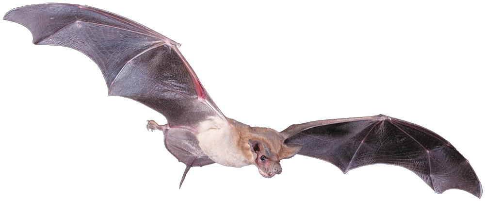 Action shot of a Mexican free-tailed bat captured mid-flight depicted with its expansive wings fully extended