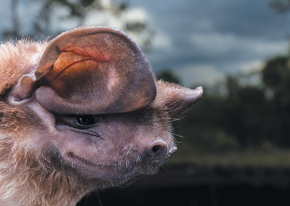 A extreme close-up profile view of a bat's face showing its large ears.