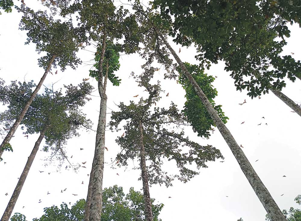 Looking up at tall forest trees with numerous bats flying across a bright sky.