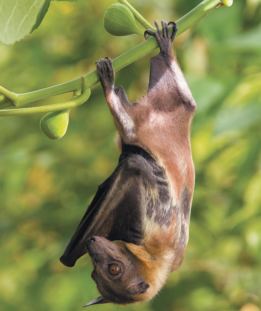 A fruit bat hanging upside down from a green branch with unripe figs.
