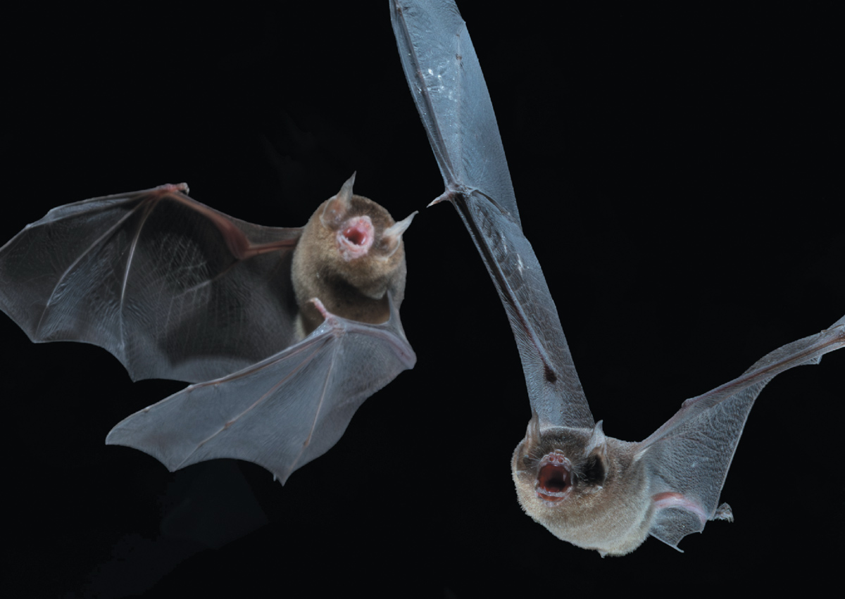 Wagner’s mustached bats (Pteronotus rubiginosus)