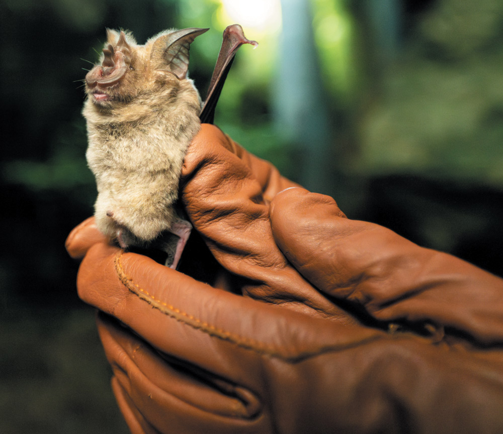 Close-up of a small, fluffy bat being held gently in a person's hand wearing thick brown leather gloves.