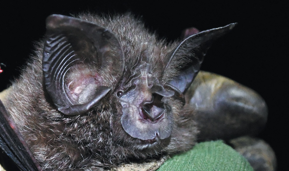 Extreme close-up of a dark, furry bat's face highlighting its prominent, wrinkled nose leaf structure and large ears.
