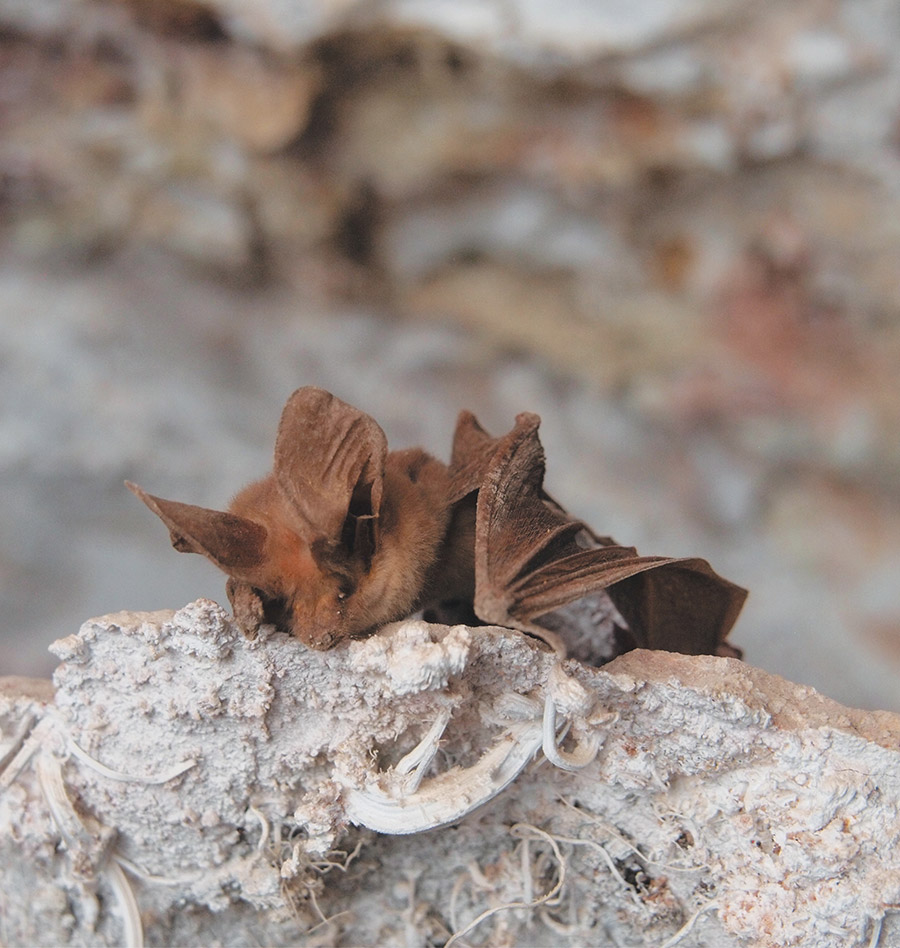 A brown bat with large ears resting on a rough rock surface in a cave.