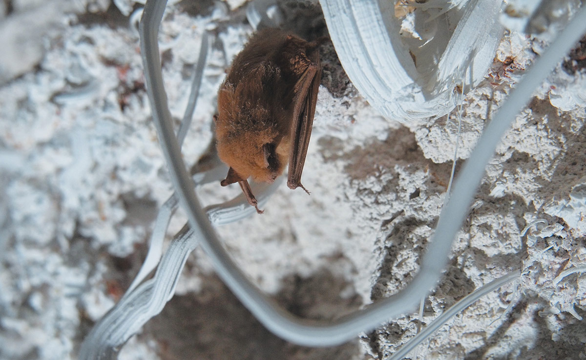 A small brown bat roosting behind delicate white mineral formations inside a cave.