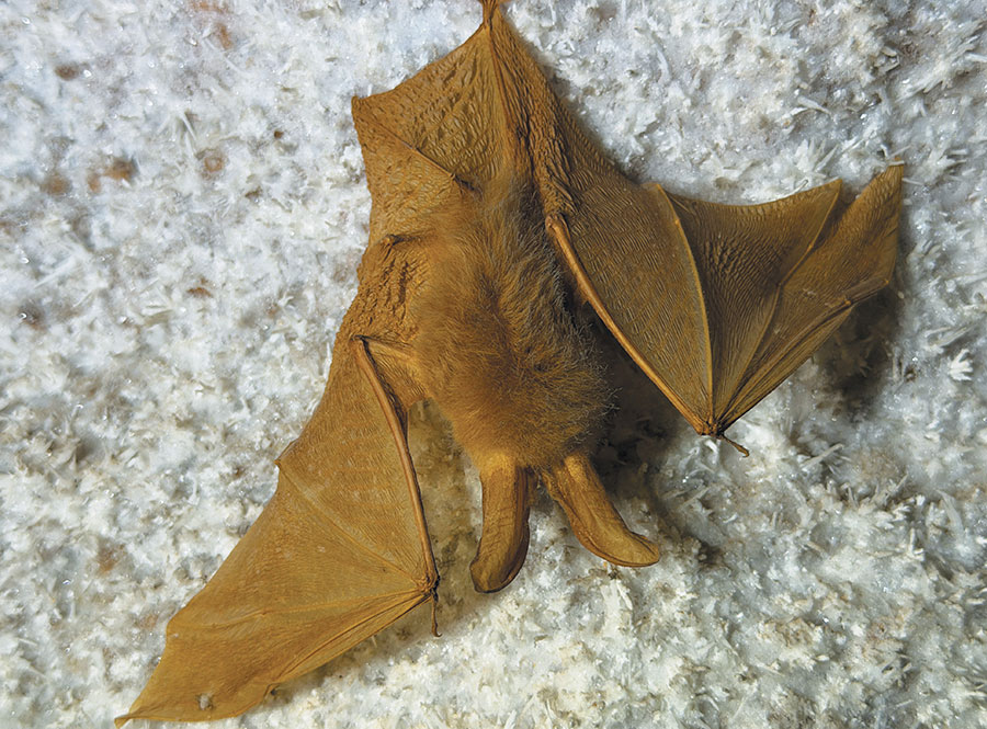 A brown bat clinging upside down to a crystalline rock ceiling with its wings partially spread.
